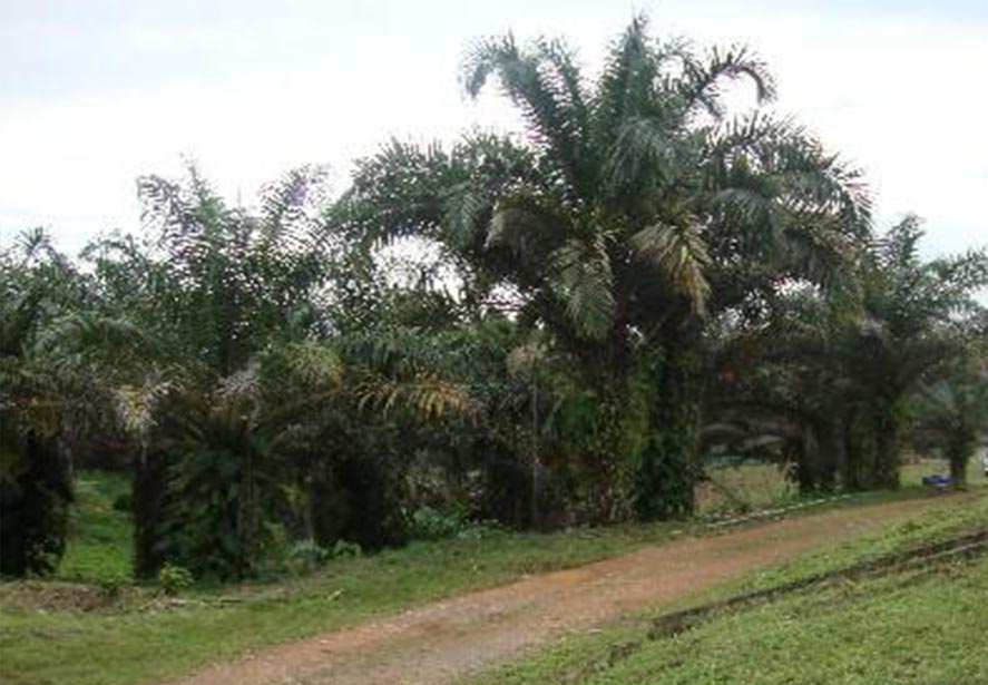 palmaafri.jpg