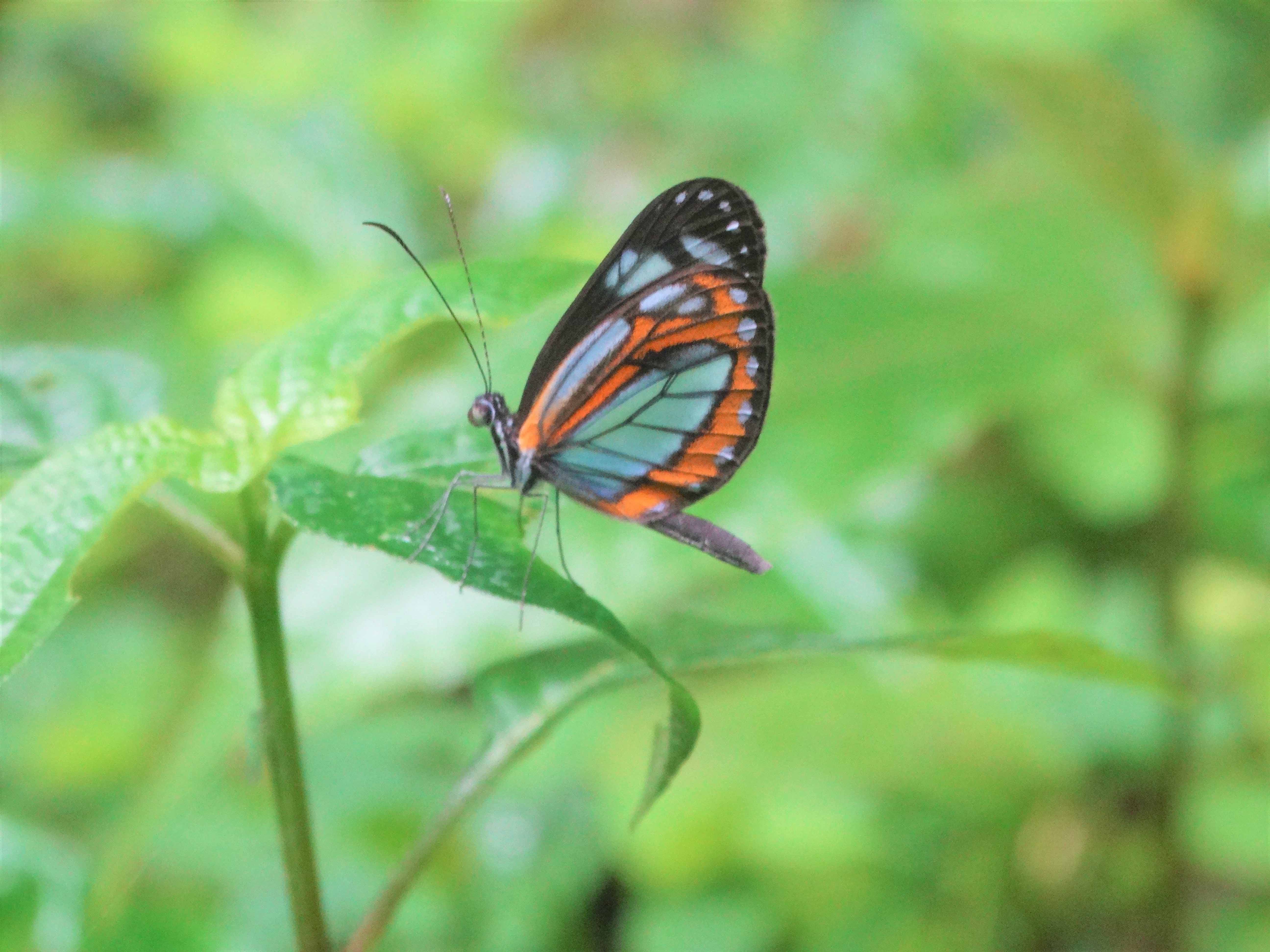 mariposaverde.jpg