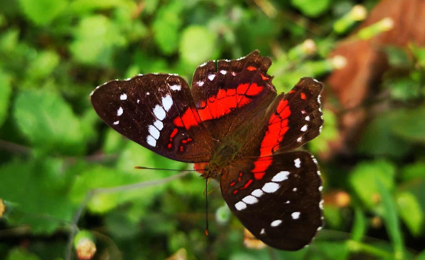 mariposaroja.jpg