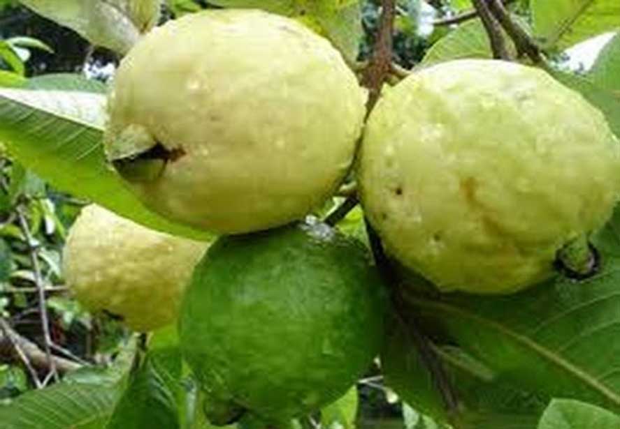guayaba.jpg