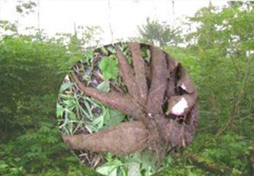 yuca1.jpg