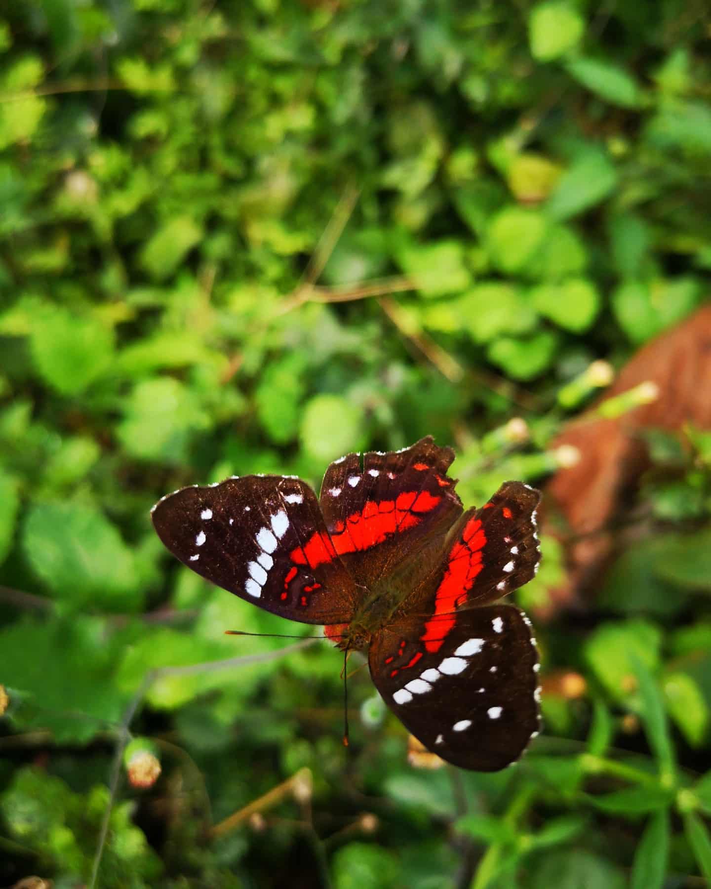 mariposaroja.jpg