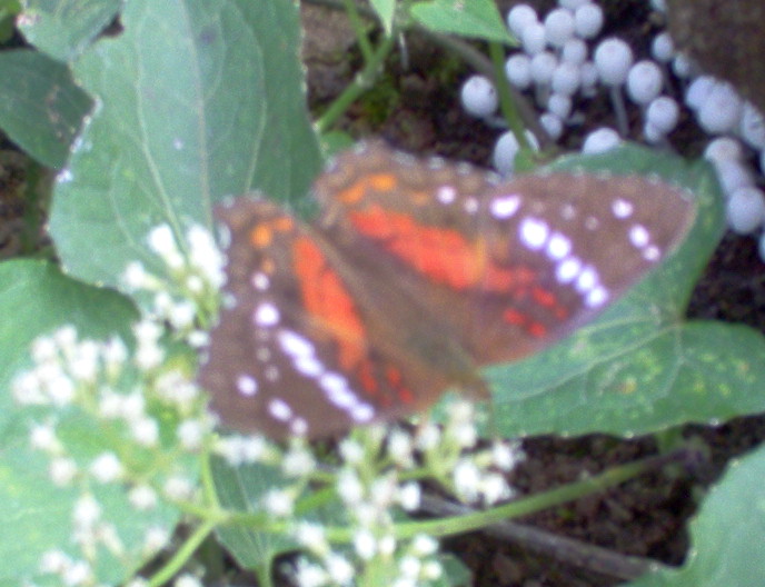 mariposaroja.JPG