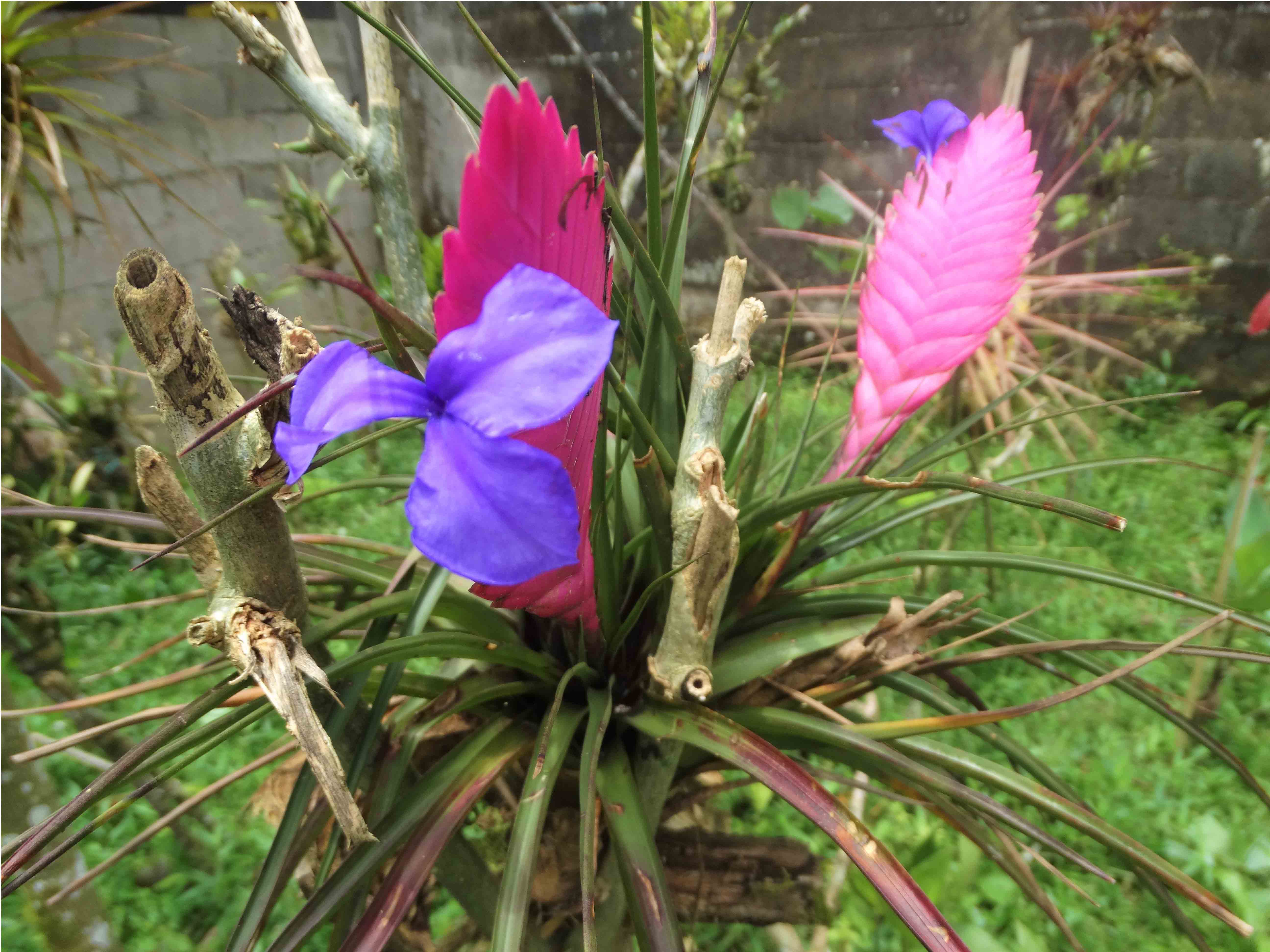 orquidean.jpg