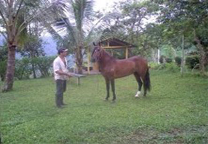 caballos.jpg