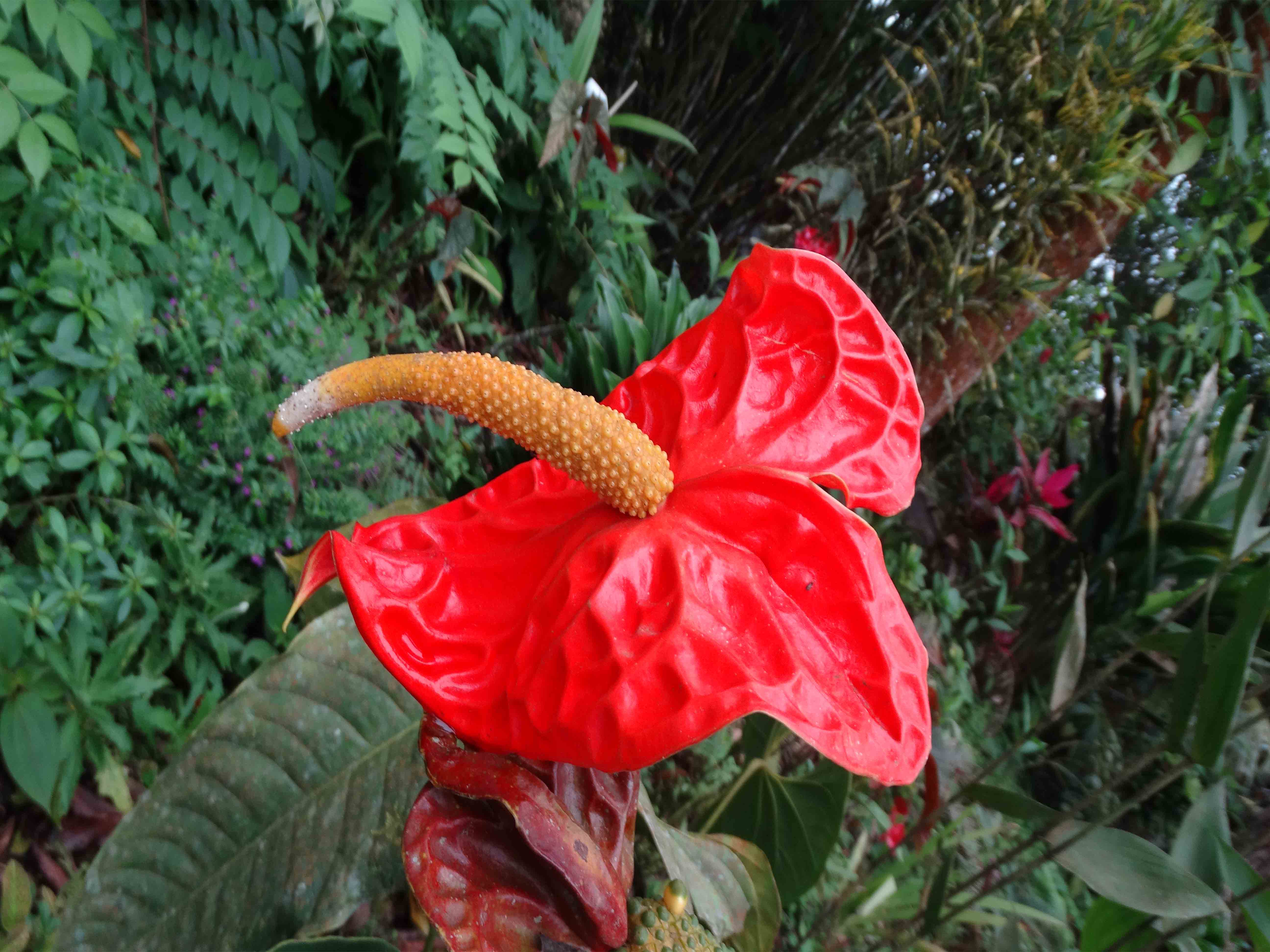 selva3.jpg