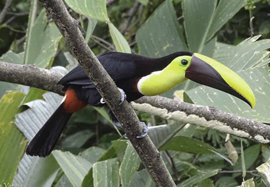 tucan.jpg